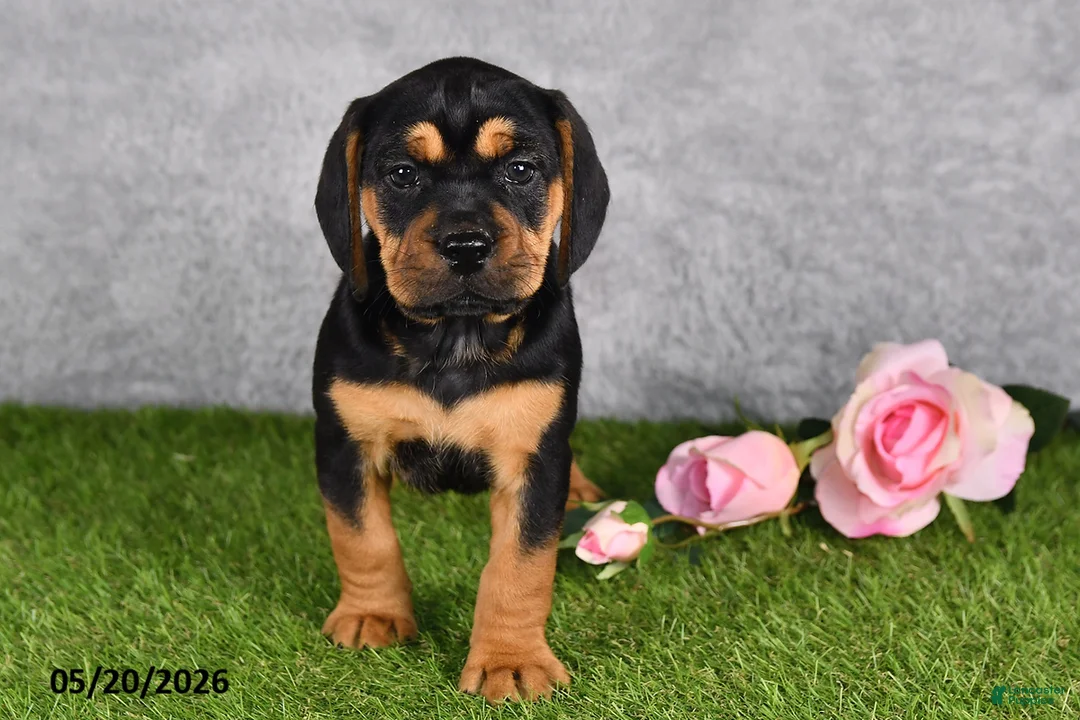 Beabull dogs for sale: Trixie - Ad 2