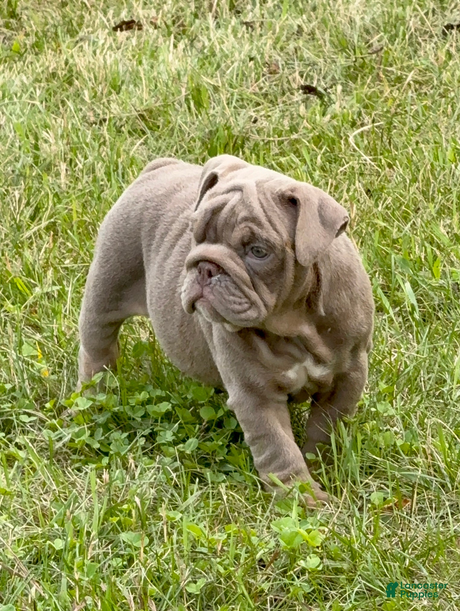 English Bulldog dogs English Bulldog 3 - Ad 1
