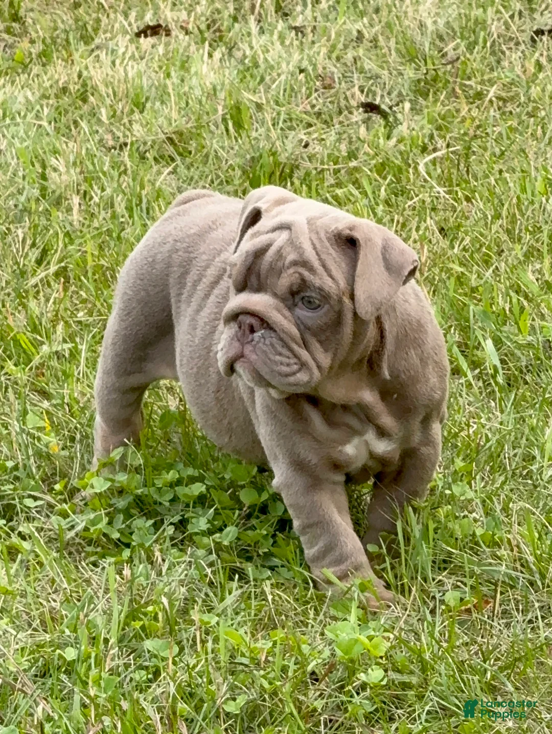 English Bulldog dogs for sale: English Bulldog 3 - Ad 1
