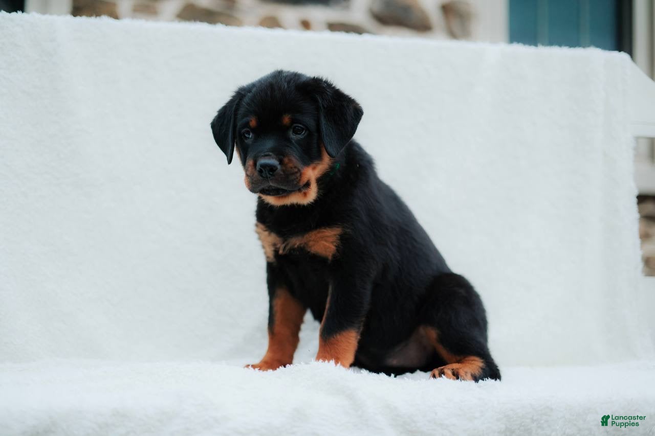 Rottweiler dogs Rottweiler 8 - Ad 2