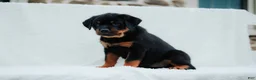 Rottweiler dogs for sale: Rottweiler 8 - Ad 2