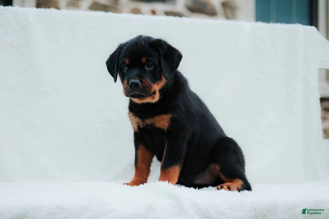 Rottweiler dogs for sale: Rottweiler 8 - Ad 2