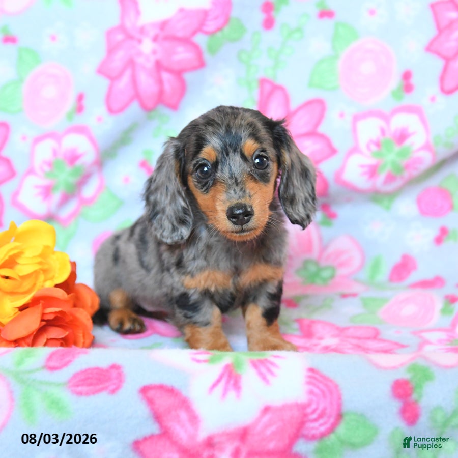 Dachshund dogs Crissa - Ad 1