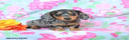 Dachshund dogs for sale: Crissa - Ad 1
