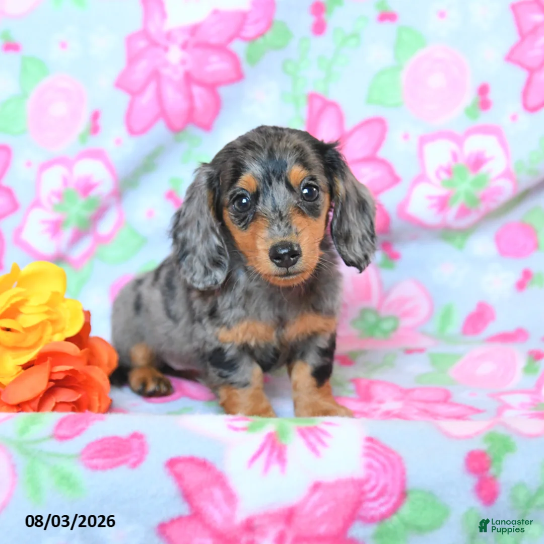 Dachshund dogs for sale: Crissa - Ad 1