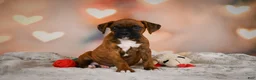 Boxer dogs for sale: Missy - Ad 8
