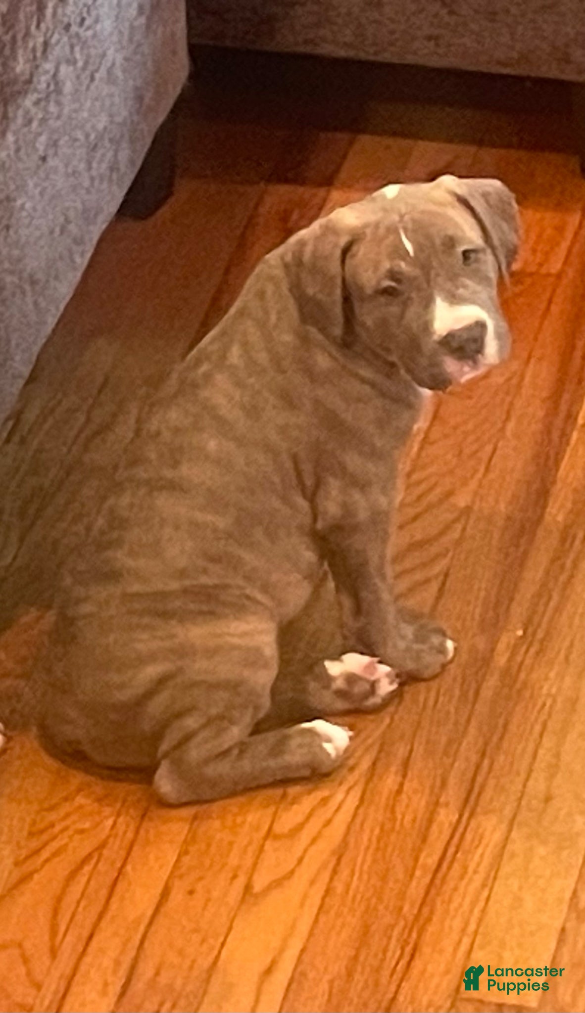 American Bully dogs Napoleon  - Ad 1