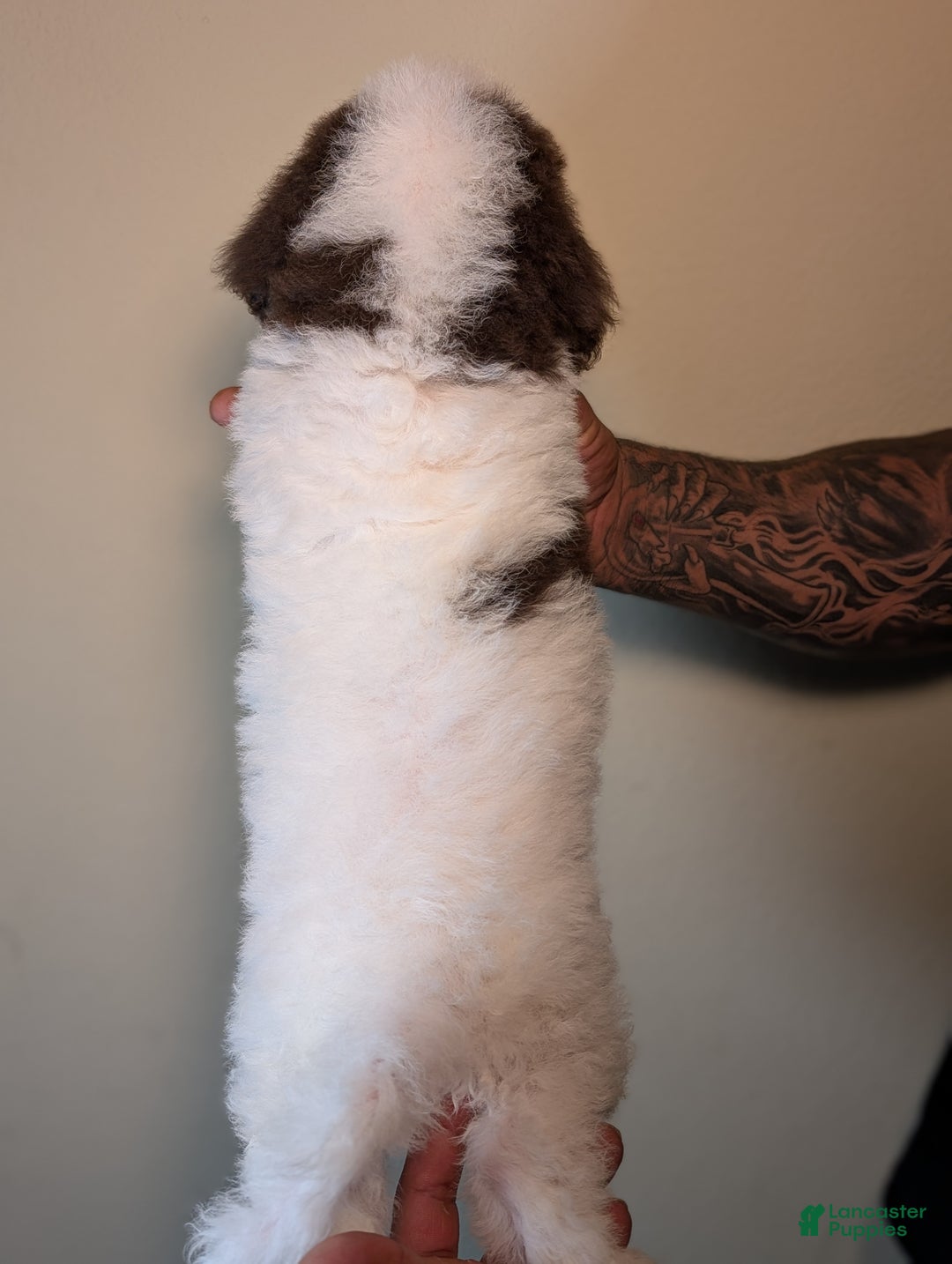 Mixed Breed dogs for sale: SUSHI - Ad 6