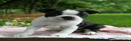 Boston Terrier dogs for sale: Tallie - Ad 1