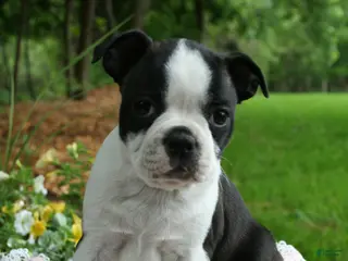 Boston Terrier dogs Tallie - Ad 35