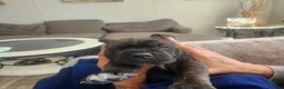 Cane Corso dogs for sale: Cane Corso 2 - Ad 69