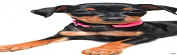 Miniature Pinscher dogs for sale: Bailey - Ad 6