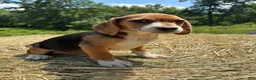 Beagle dogs for sale: Beagle 4 - Ad 8