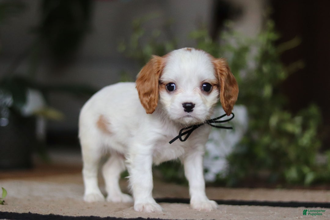 Cavalier King Charles Spaniel dogs for sale: Weston - Ad 4
