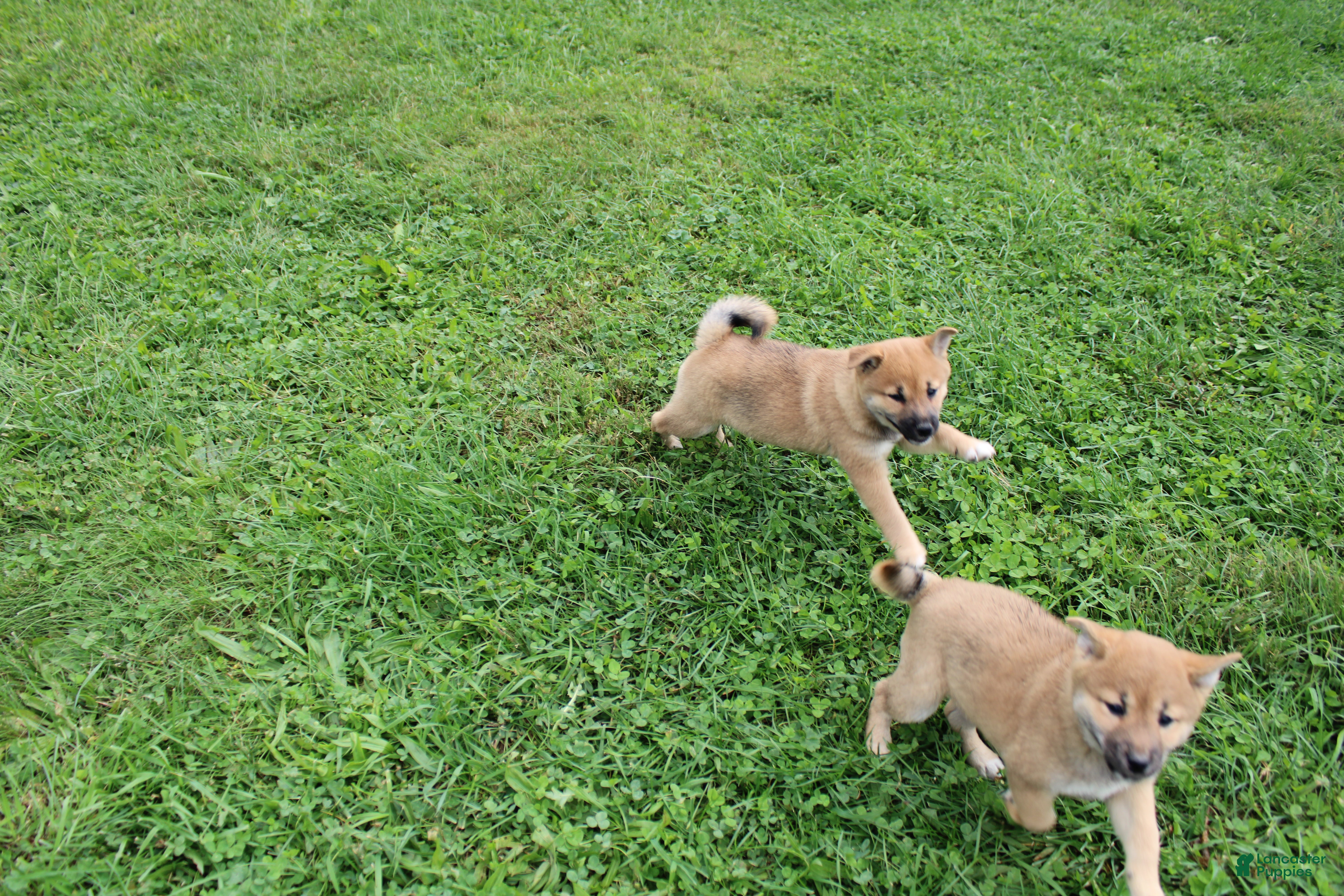 Shrimp (Shiba Inu, Female) in New Bloomfield, PA