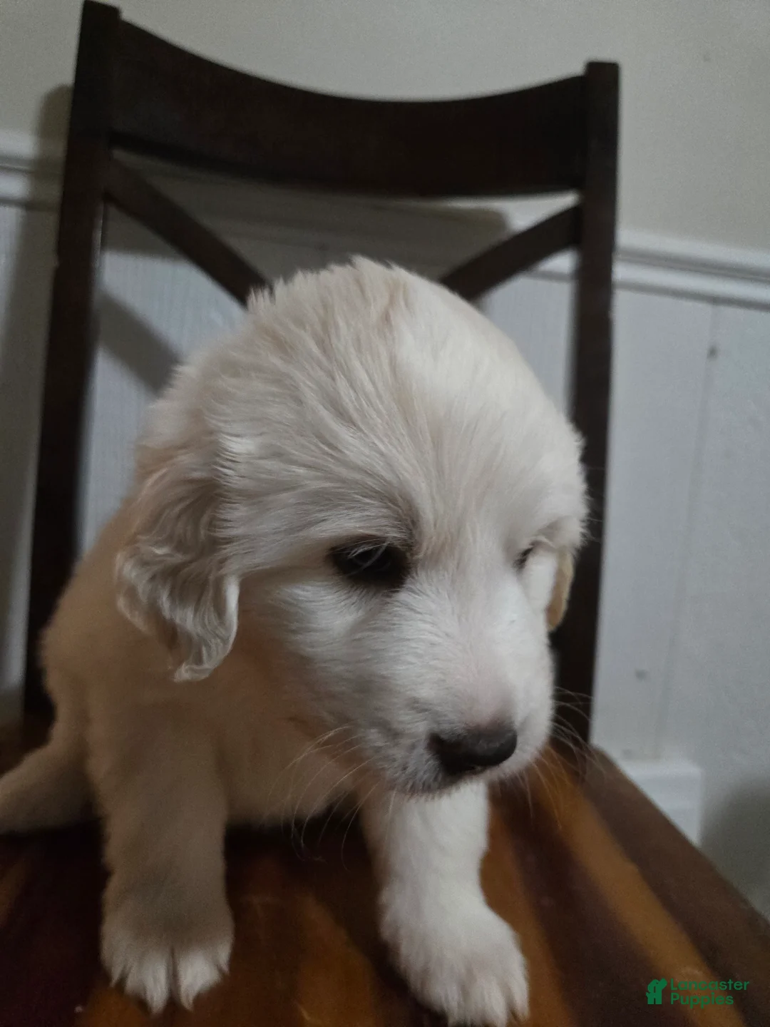 Great Pyrenees dogs for sale: Great Pyrenees Puppy 4 - Ad 2
