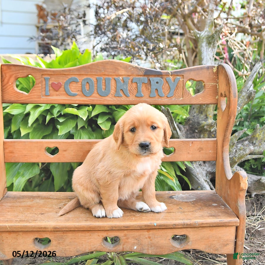 Golden Retriever dogs Bella Mia - Ad 2