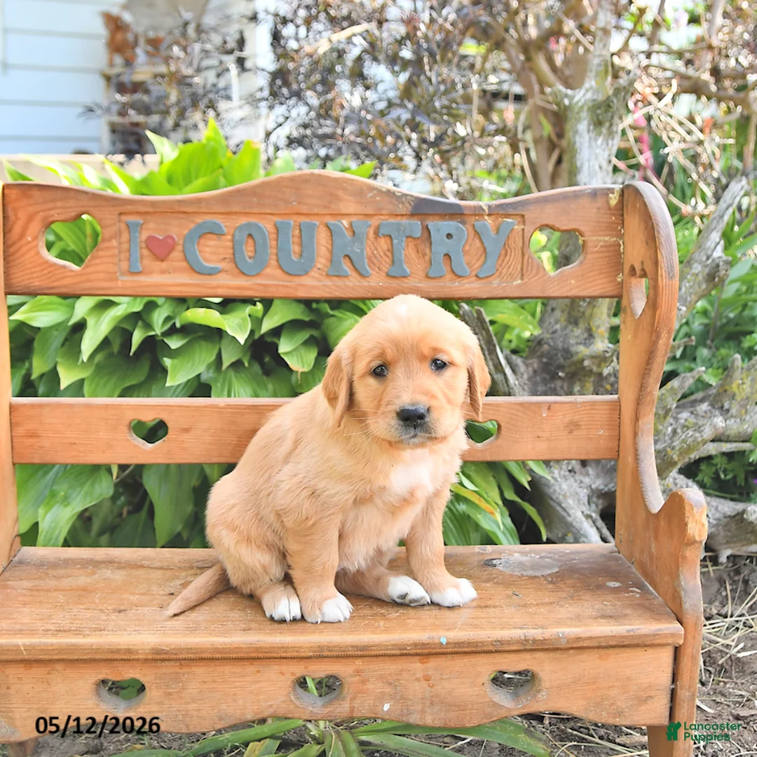 Golden Retriever dogs for sale: Bella Mia - Ad 2