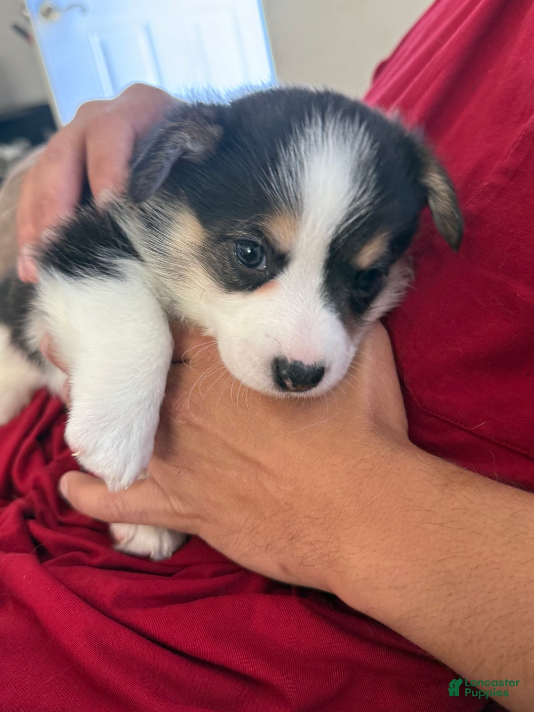 Welsh Corgi Pembroke dogs for sale: Pooh - Ad 7