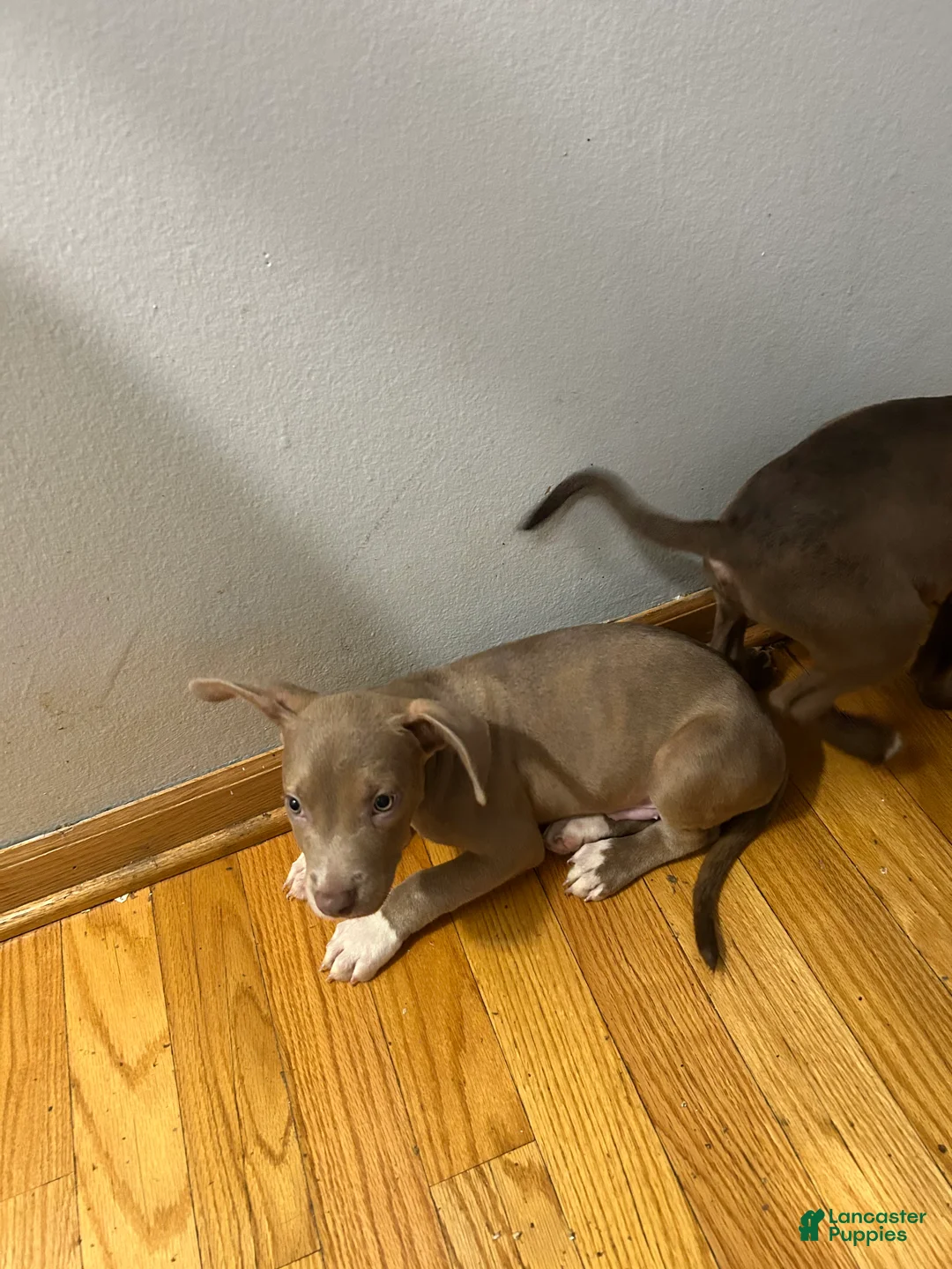 American Pit Bull Terrier dogs for sale: American Pit Bull Terrier 2 - Ad 1