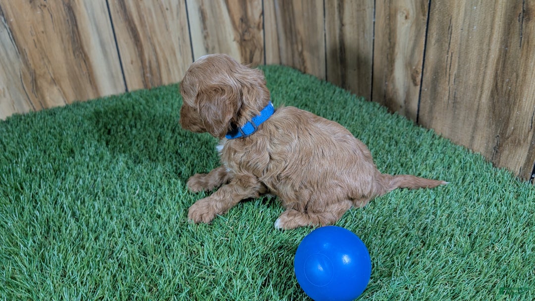 Cavapoo dogs for sale: Mabeline Boy 1 - Ad 4
