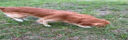 Mixed Breed dogs for sale: Willow - Ad 7