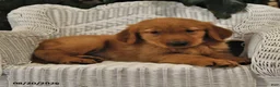Golden Retriever dogs for sale: Becky - Ad 3