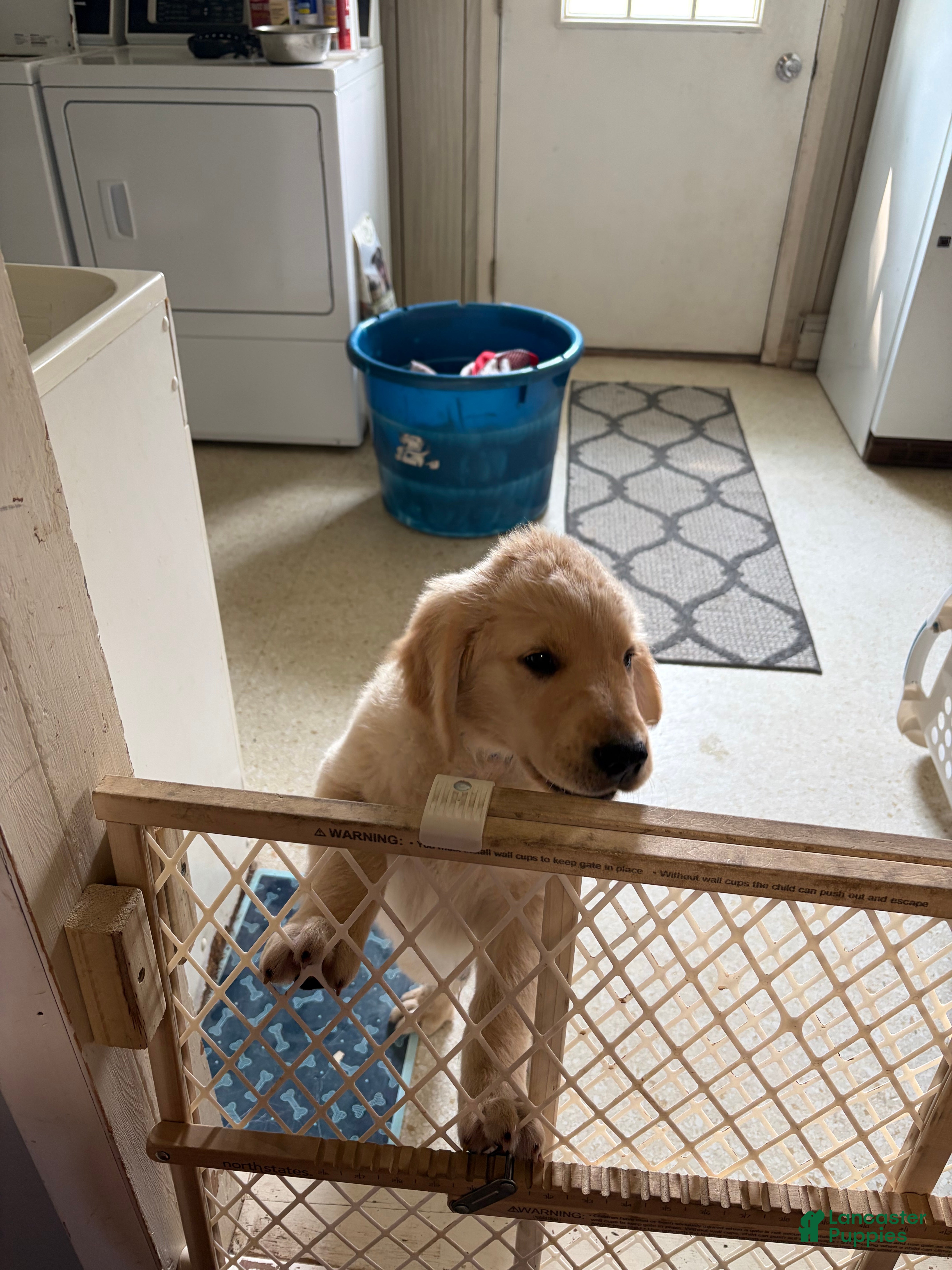 Golden Retriever dogs Woody - Ad 2