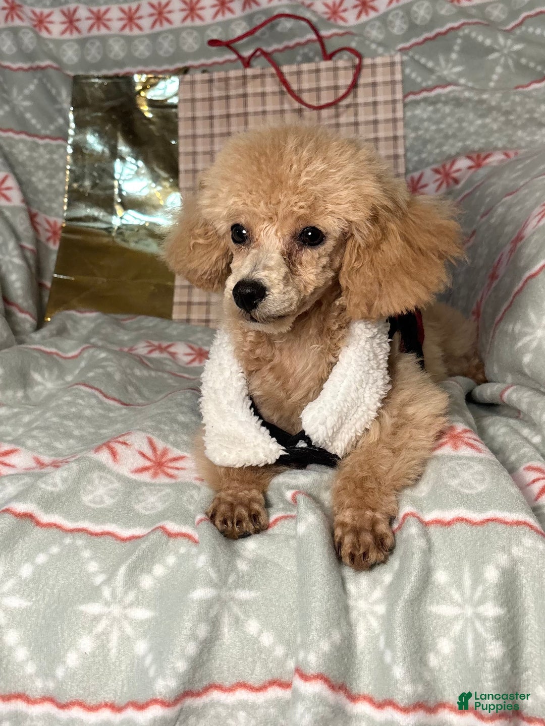 Toy Poodle dogs for sale: Yo-Yo - Ad 5