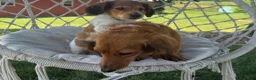 Miniature Dachshund dogs for sale: Bobby - Ad 8