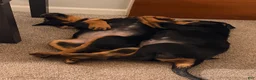 Rottweiler dogs for sale: Rottweiler 1 - Ad 2