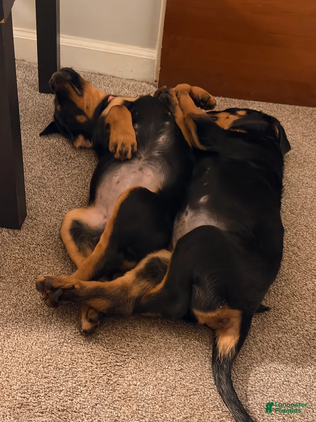 Rottweiler dogs for sale: Rottweiler 1 - Ad 2