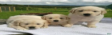 Golden Retriever Puppy 5