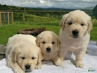 Golden Retriever dogs Golden Retriever Puppy 5 - Ad 16
