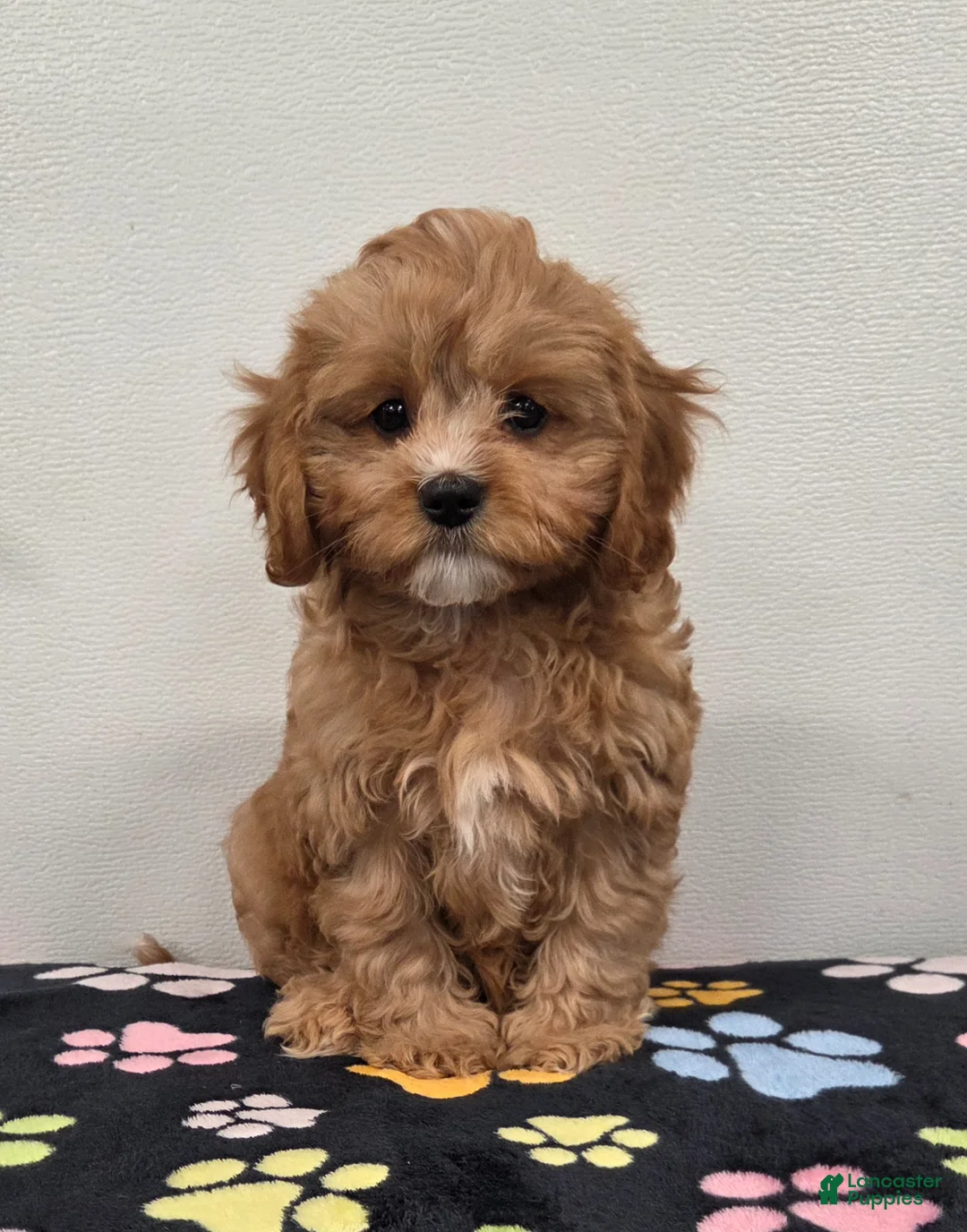 Cavapoo dogs for sale: Rocky  - Ad 2