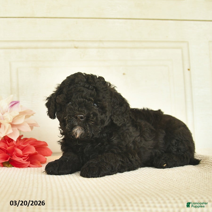 Mixed Breed dogs Ash  - Ad 2