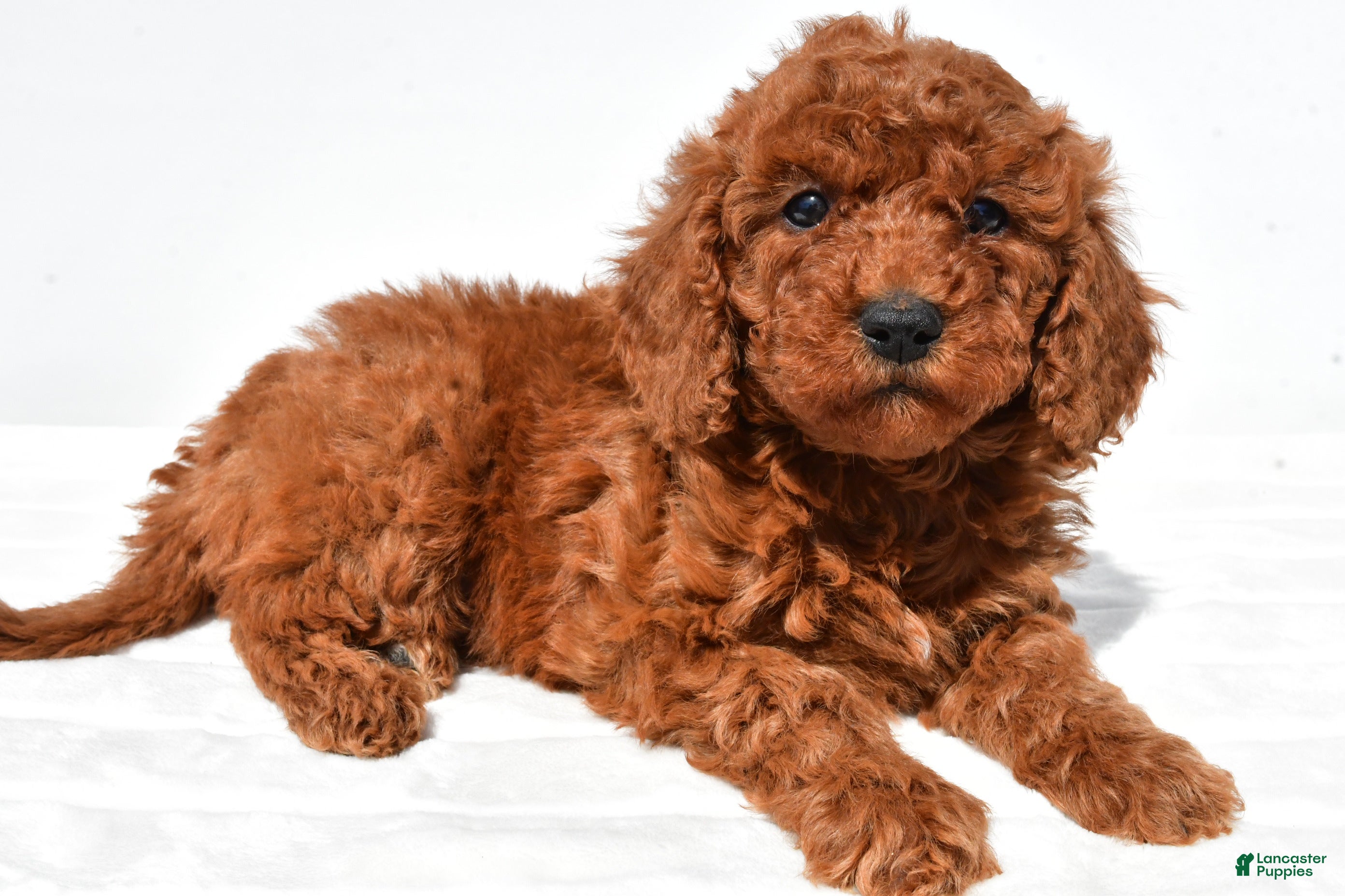 Mini Goldendoodle dogs Bimbo - Ad 1