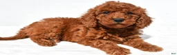 Mini Goldendoodle dogs for sale: Bimbo - Ad 1