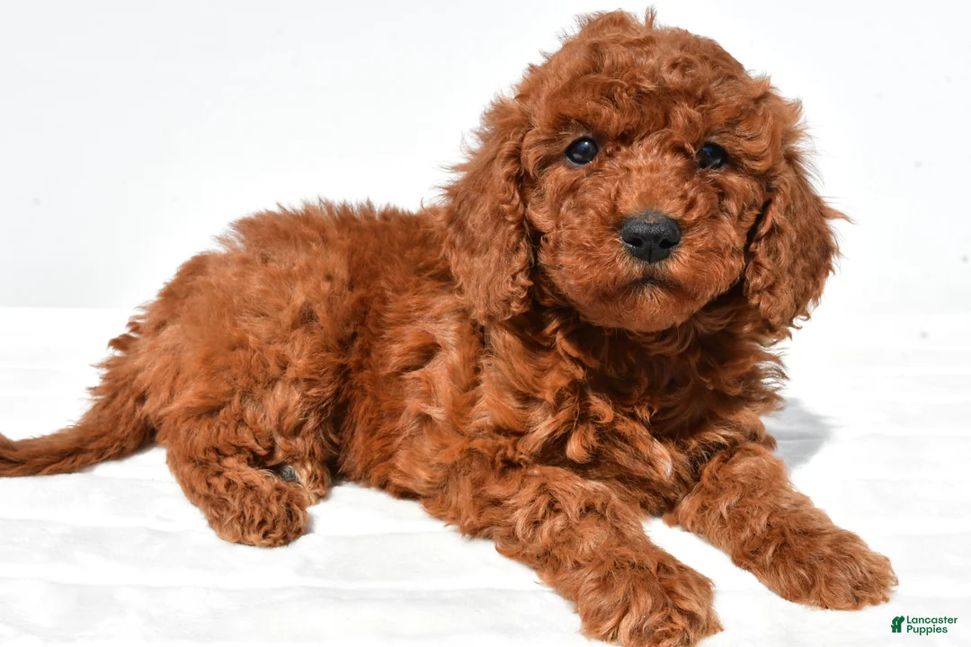 Mini Goldendoodle dogs for sale: Bimbo - Ad 1