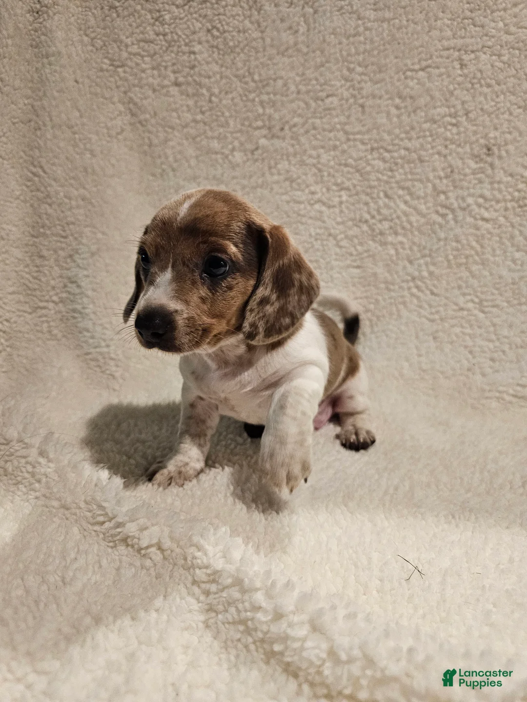Miniature Dachshund dogs for sale: Miniature Dachshund 1 - Ad 2