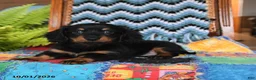 Miniature Dachshund dogs for sale: Peter - Ad 3
