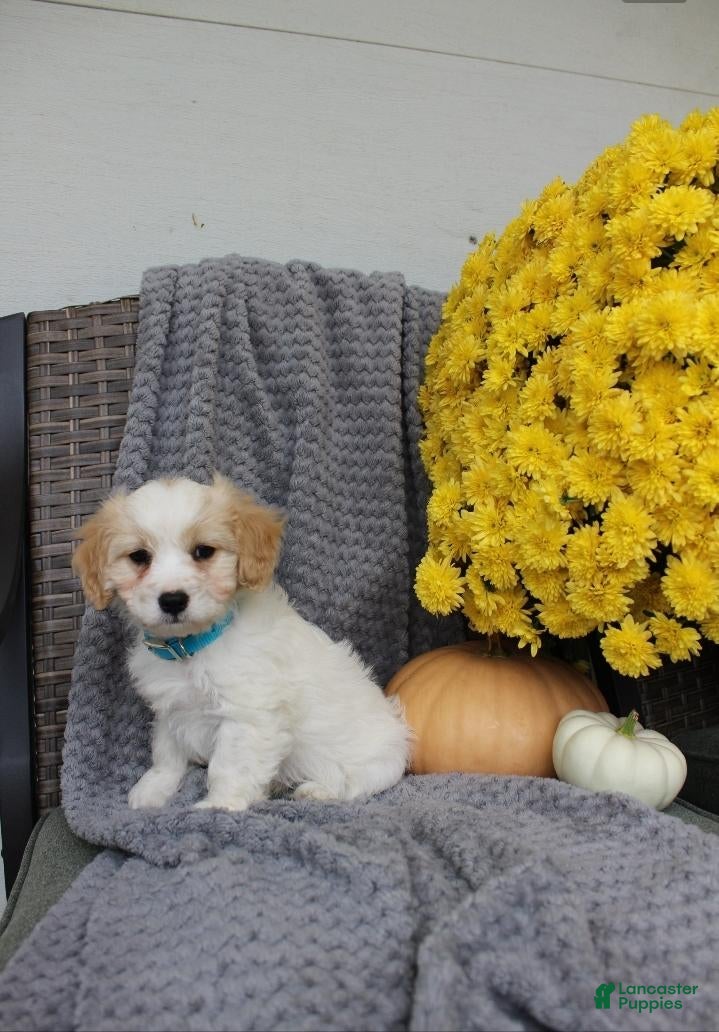 Cavachon dogs Sport - Ad 1