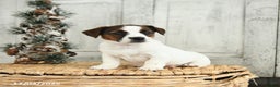 Jack Russell Terrier dogs for sale: Merry - Ad 3