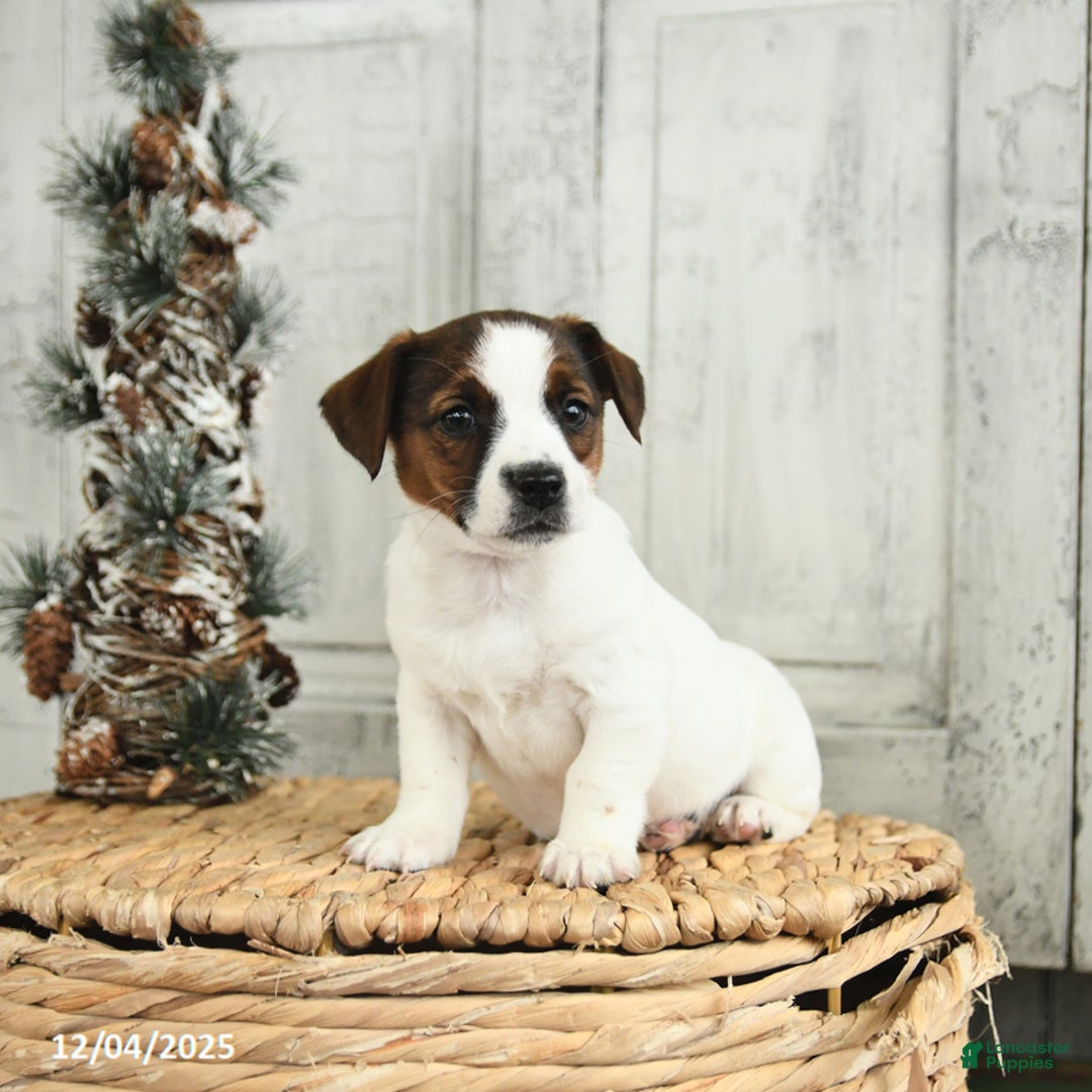 Jack Russell Terrier dogs for sale: Merry - Ad 3