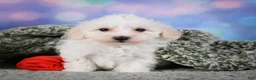 Maltipoo dogs for sale: milo - Ad 8