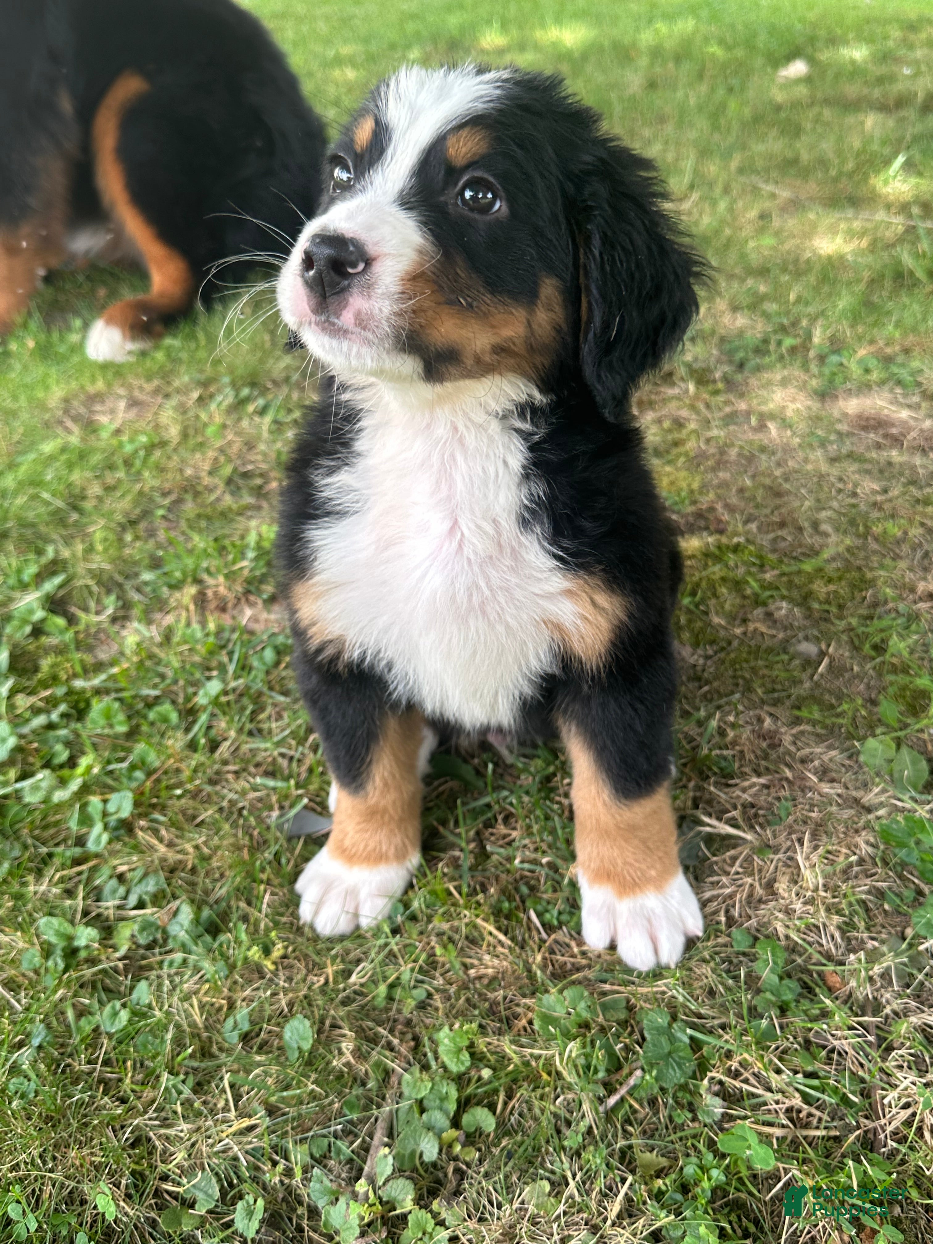 Bernese Mountain Dog dogs Jack - Ad 1