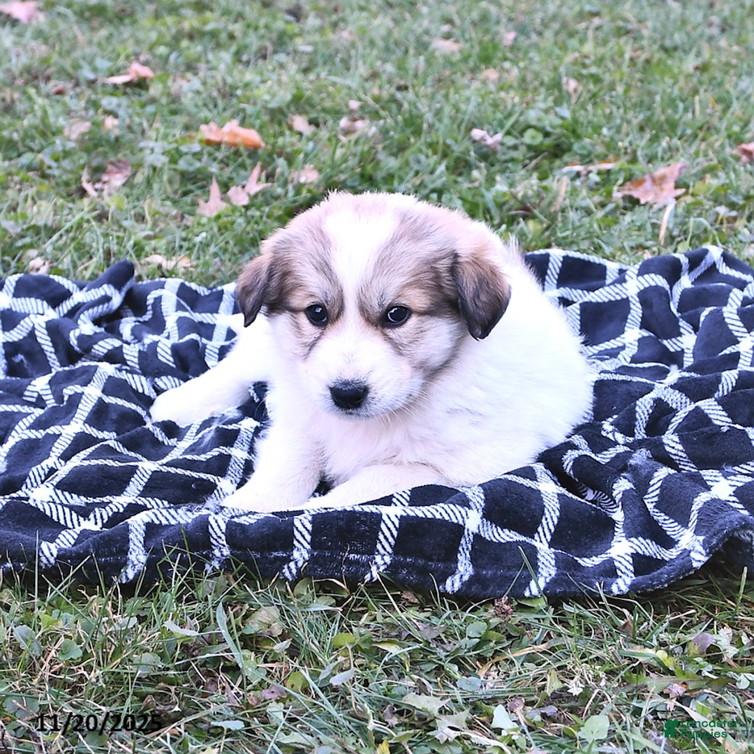Great Pyrenees dogs for sale: Haley - Ad 8