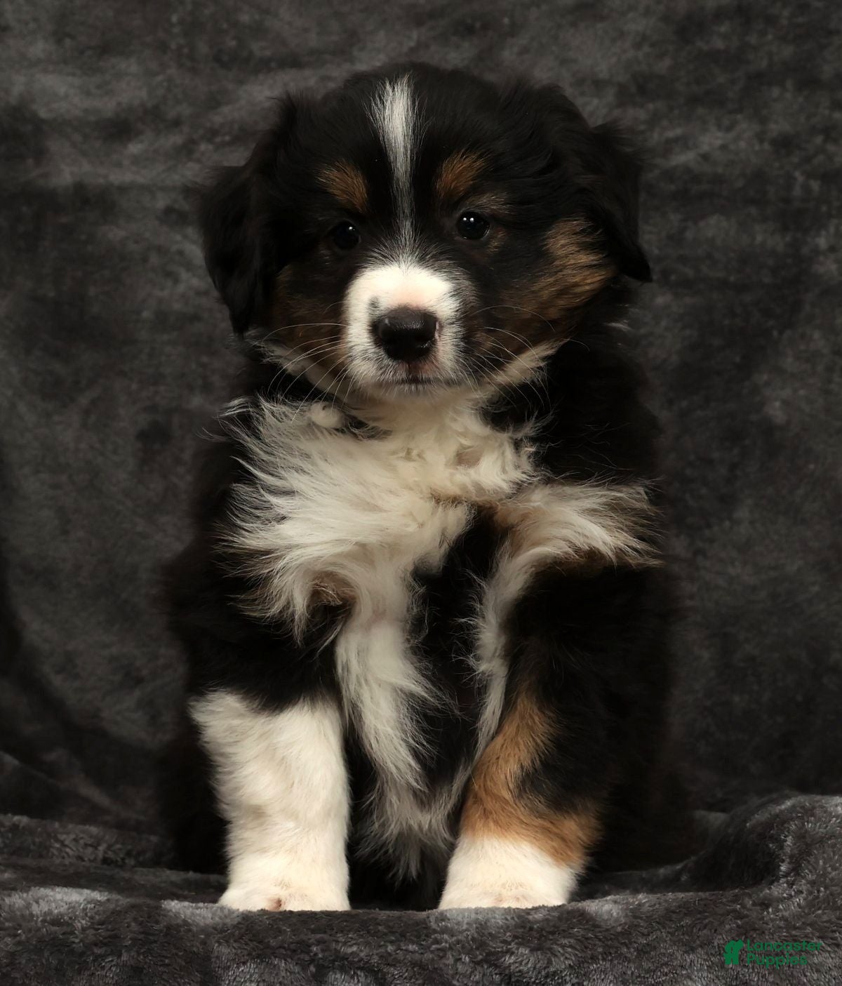 Miniature Australian Shepherd dogs Sparky - Ad 2