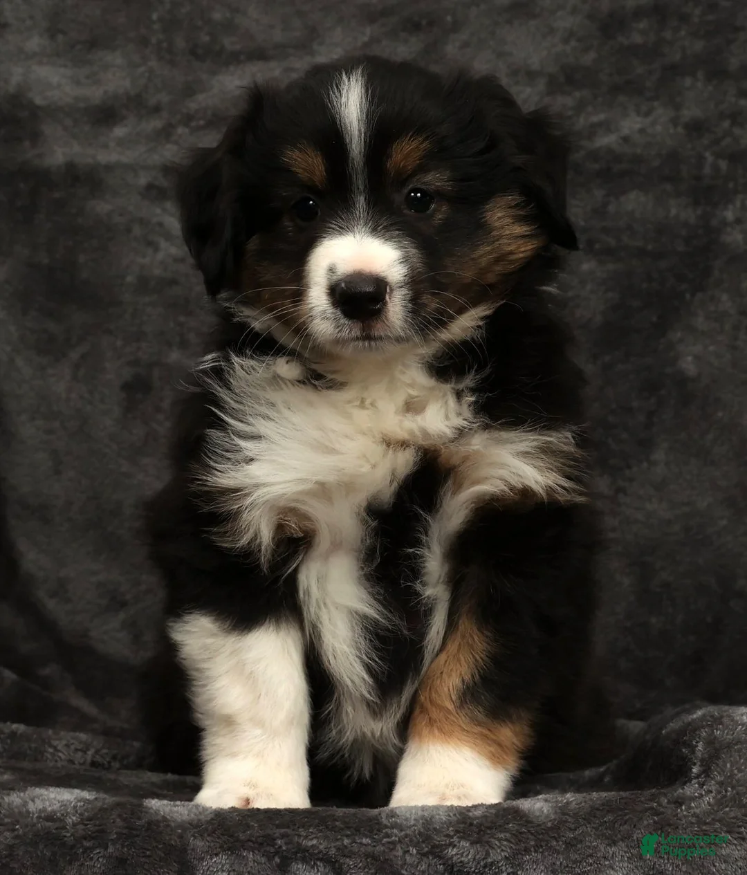 Miniature Australian Shepherd dogs for sale: Sparky - Ad 2