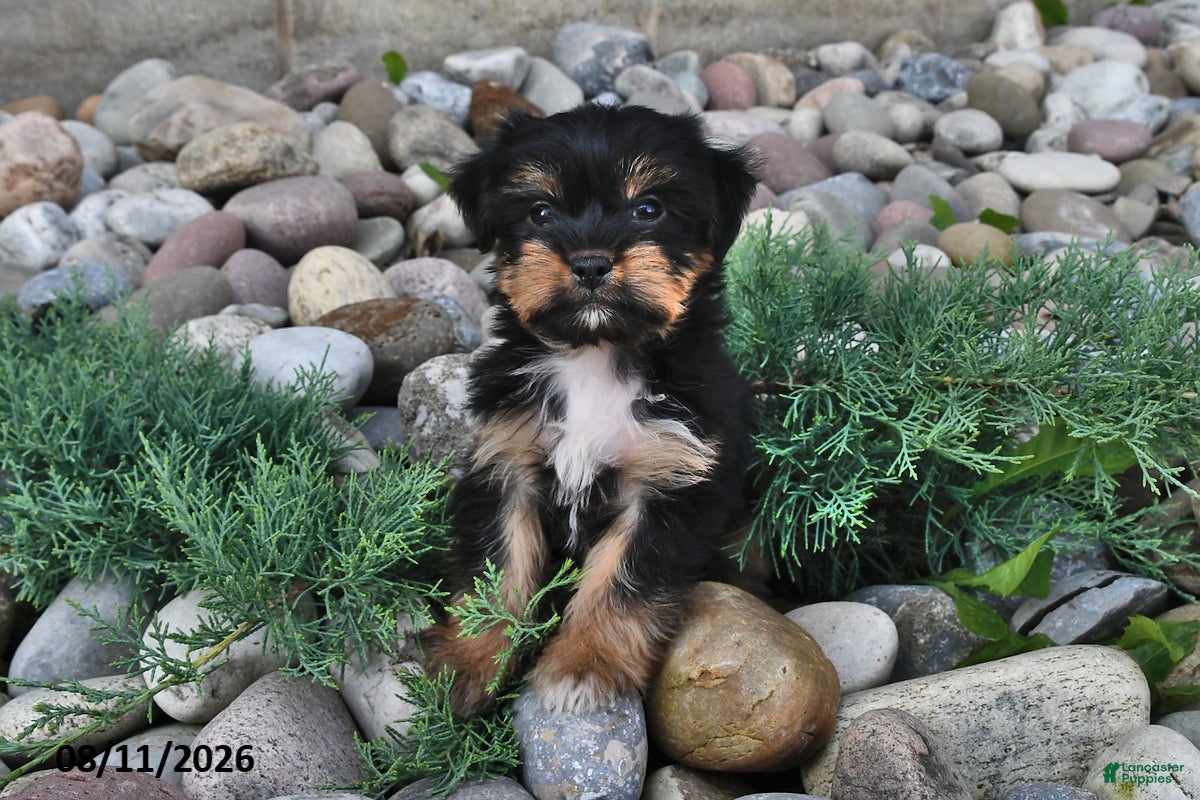 Shorkie dogs Sawyer - Ad 2